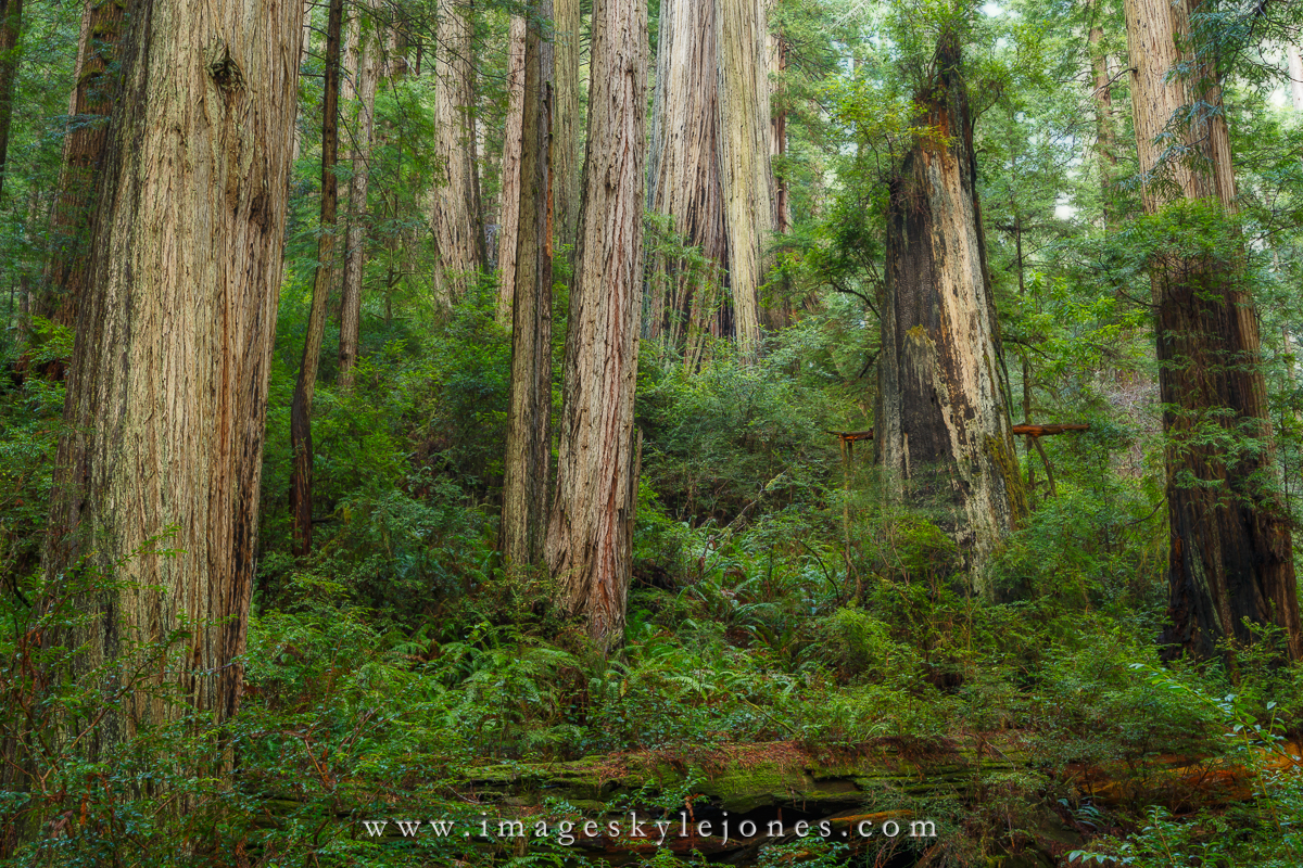 0055 Redwoods_1200.jpg