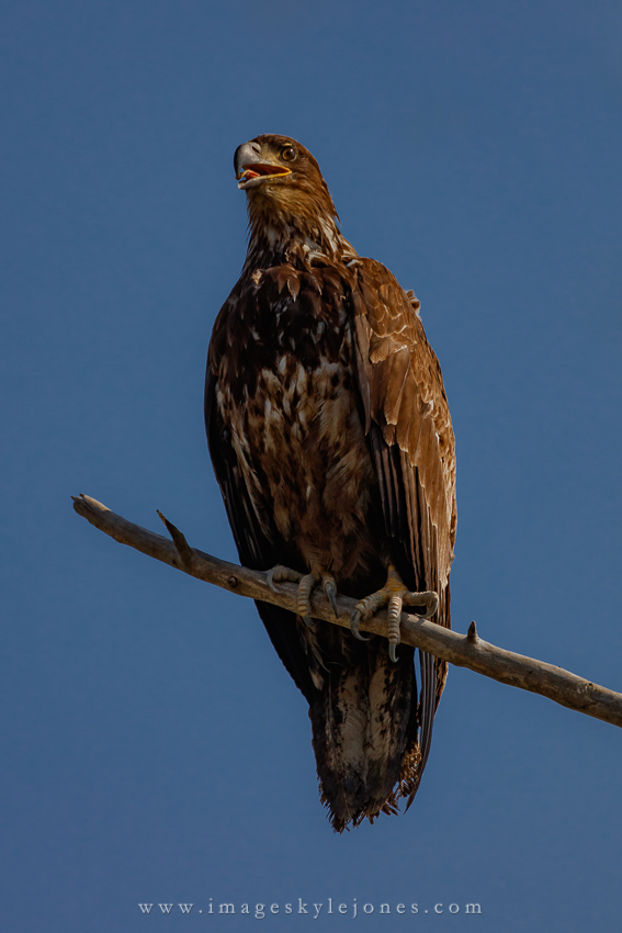0087 Juvenile Eagle_850.jpg