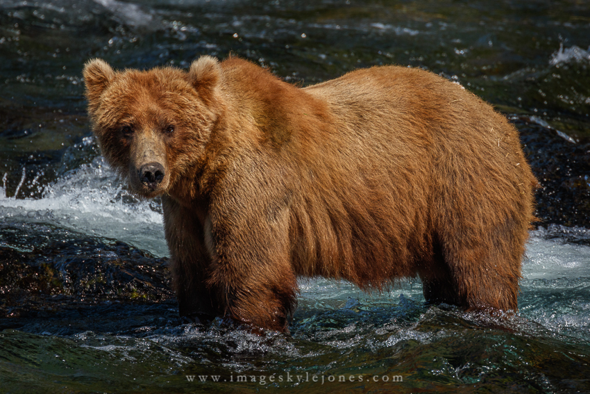 0132 Alaskan Brown Bear_850.jpg