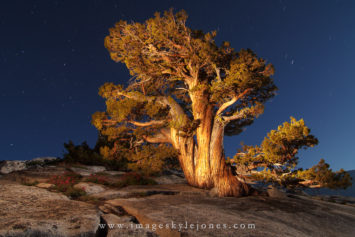0228 Olmstead Juniper at Night_1200.jpg