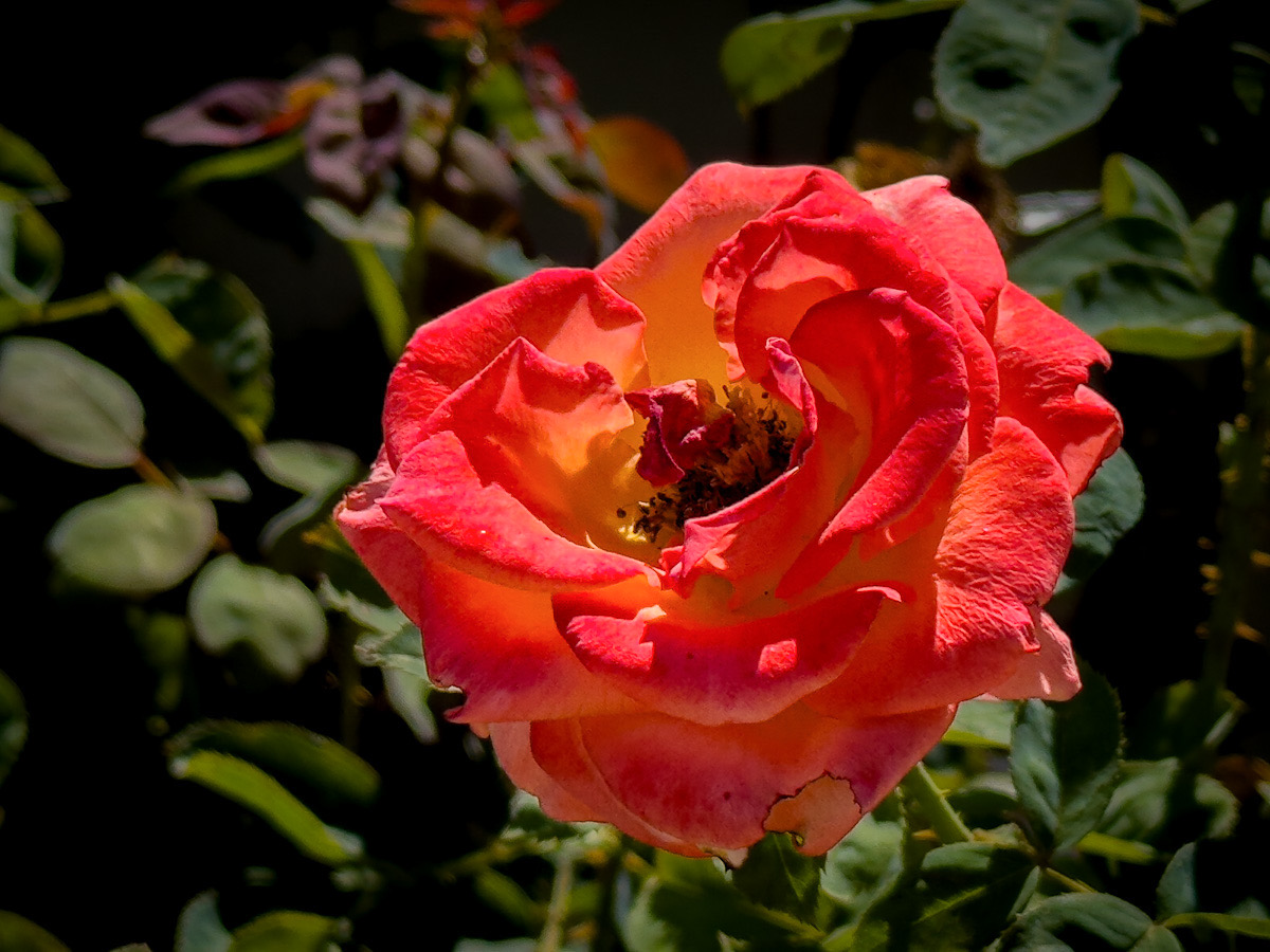 03212E83-1C96-4D2E-BED2-34926F7A2920.jpeg
