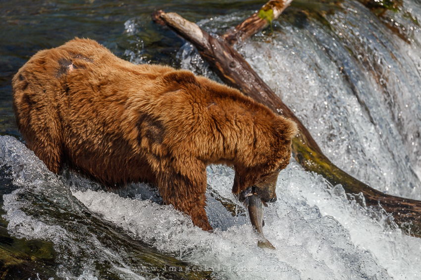 0347 The Catch_850.jpg