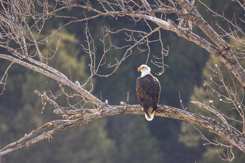 0371 Backlit Eagle and Snow_850.jpg