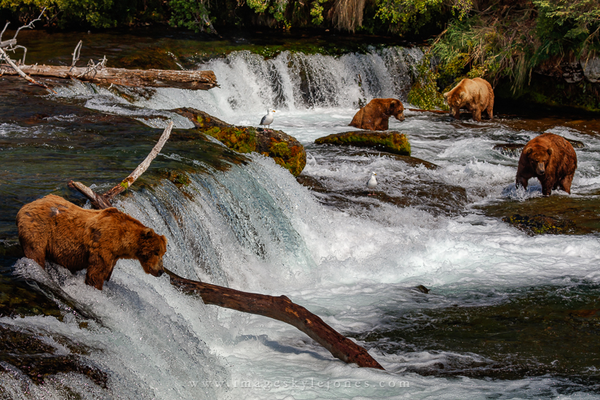 0401 Fishing Bears_850.jpg