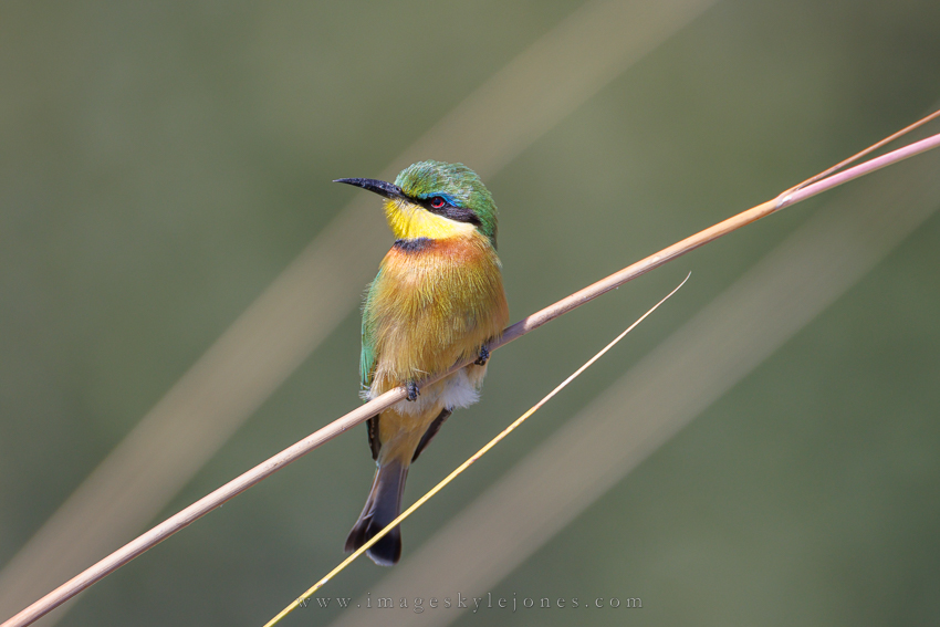 0502 Little Bee-Eater_850.jpg