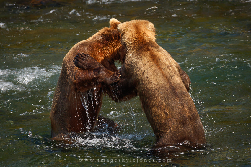 0526 Bear Fight_850.jpg