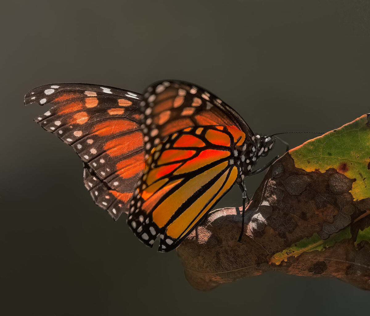 053CACCC-94A5-4A38-BD78-C46FA38ECEA1.jpeg