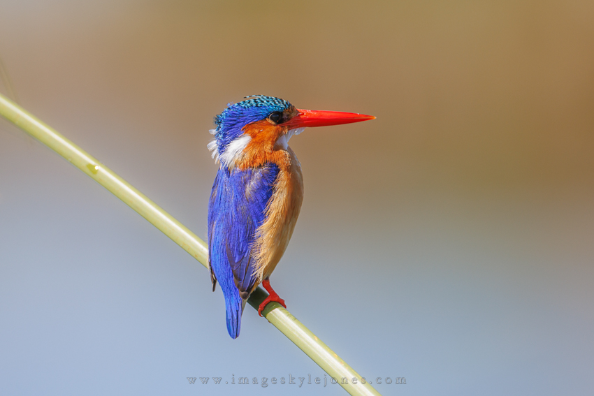 0575 Malachite Kingfisher_850.jpg