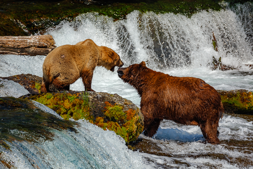 0576 Tussle on the Falls_850.jpg