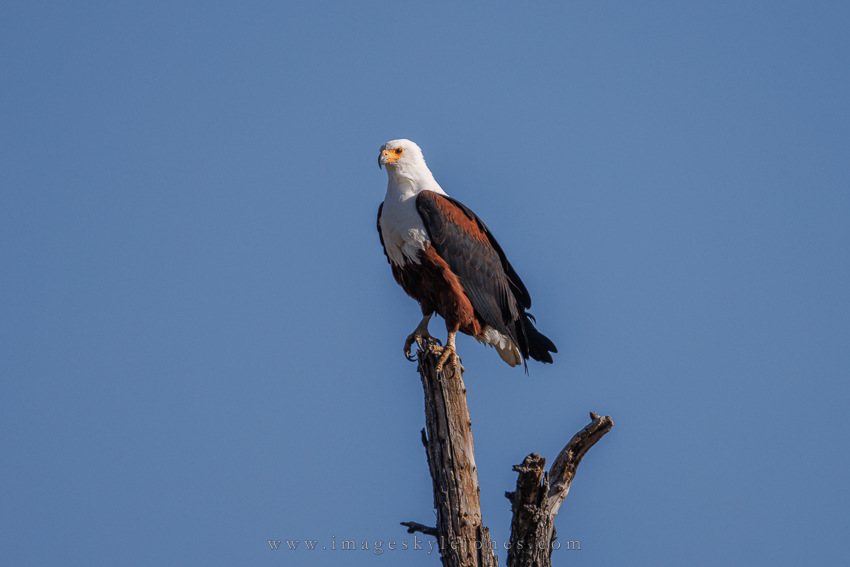 0601 African Fish Eagle_850.jpg