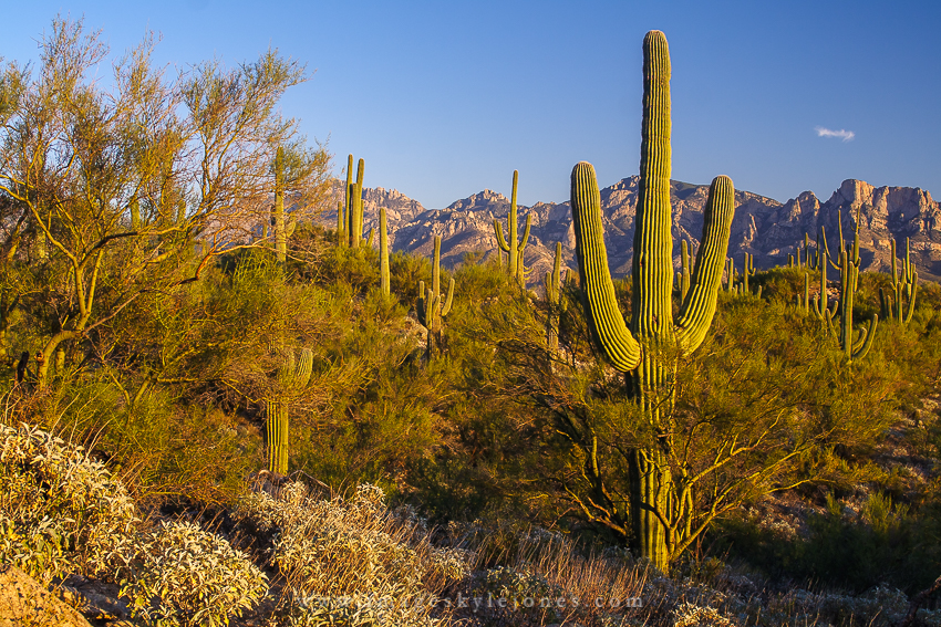 0605 Saguaro Sunset_850.jpg