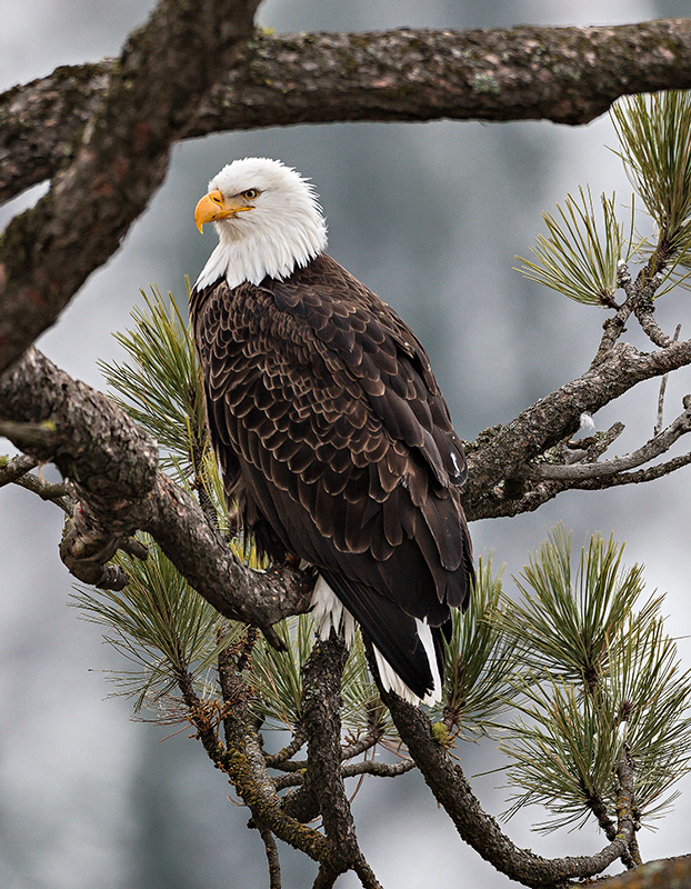 061207_075-JUN2017 crop.jpg