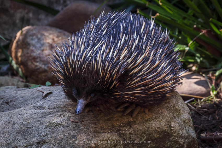 0639 Echidna_850.jpg