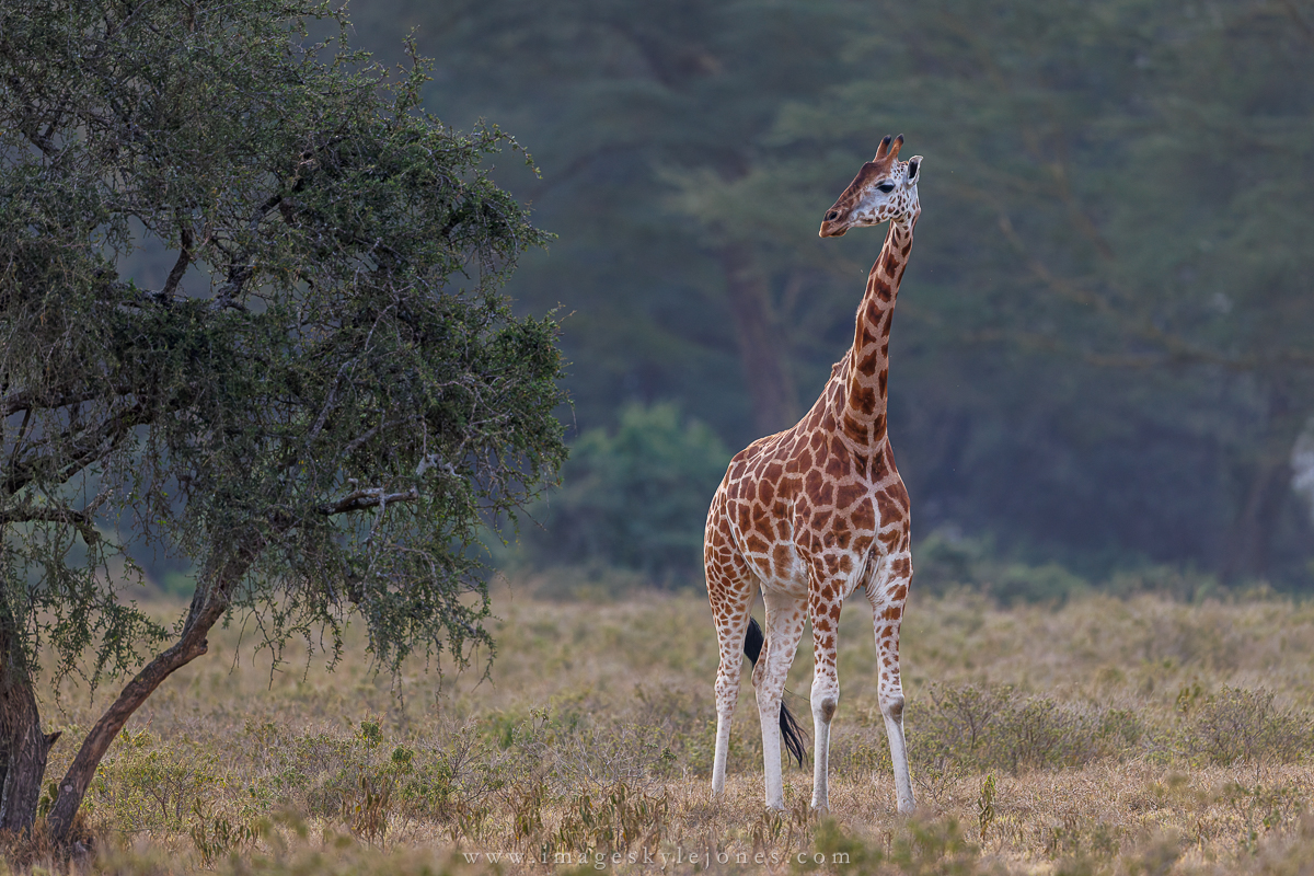 0679 Rothschilds Giraffe_1200.jpg