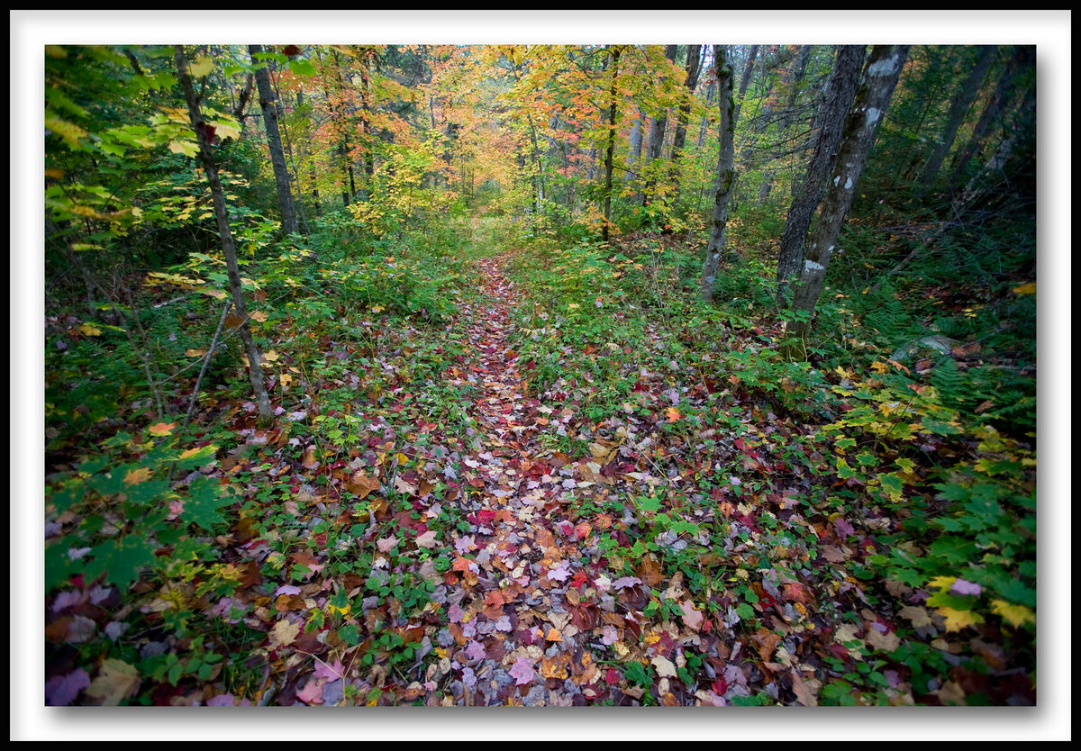 0709_Mitchell Ponds_025 Fall Trail slideshow-1-2.jpg