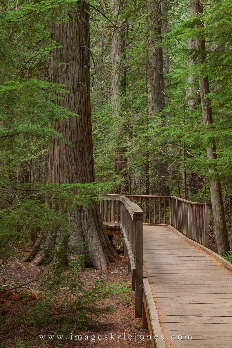 0779 Trail of the Cedars_1200.jpg