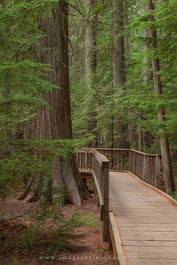 0779 Trail of the Cedars_850.jpg