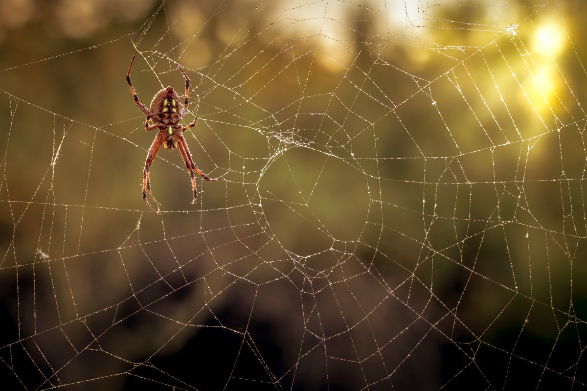 08-23-2018 - Spider - 1.1 (1 of 1).JPG