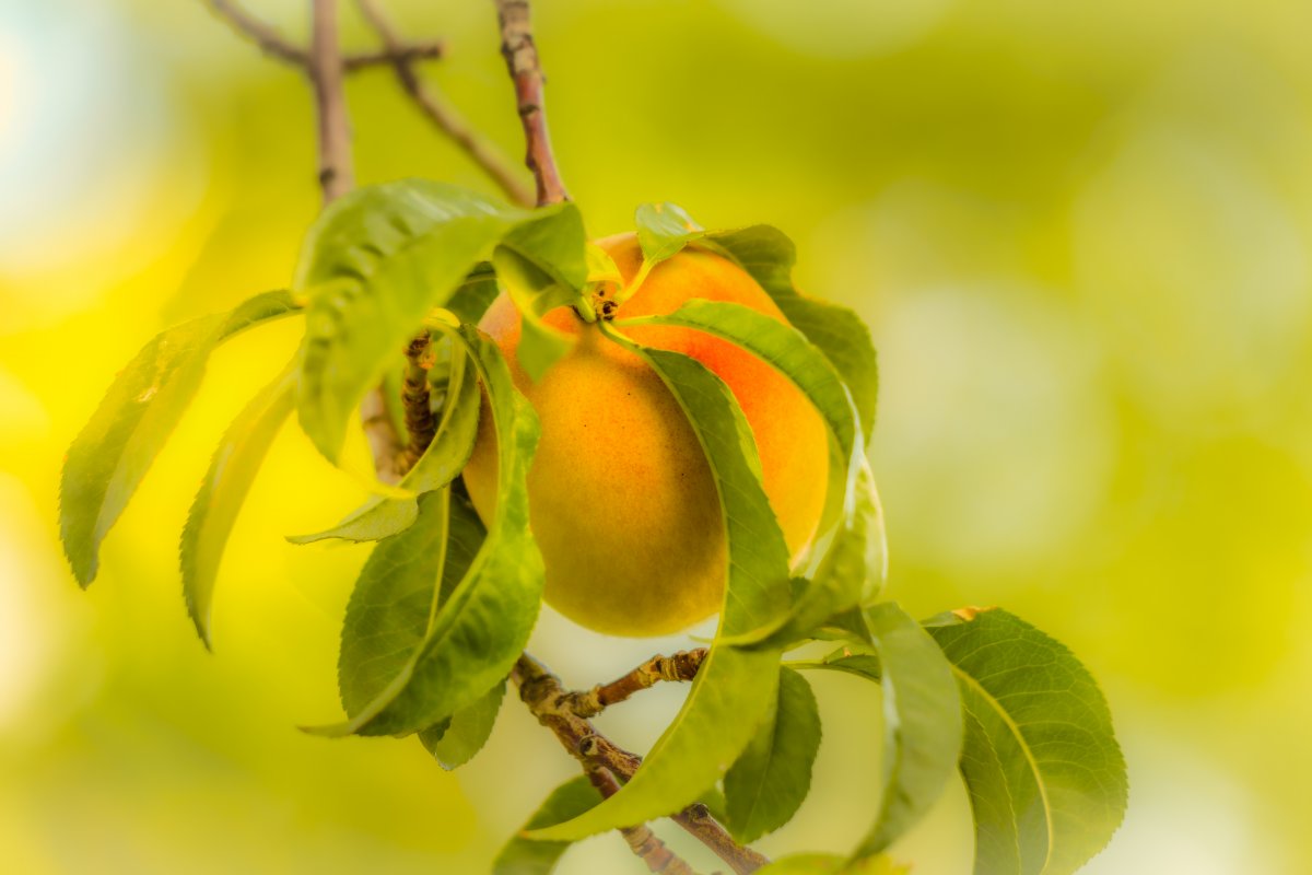 08-25-2018 - Peaches - 3.2 (1 of 1).JPG