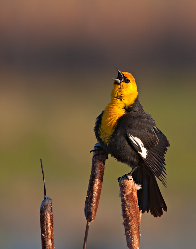 080502_mk3_4720 1214.jpg