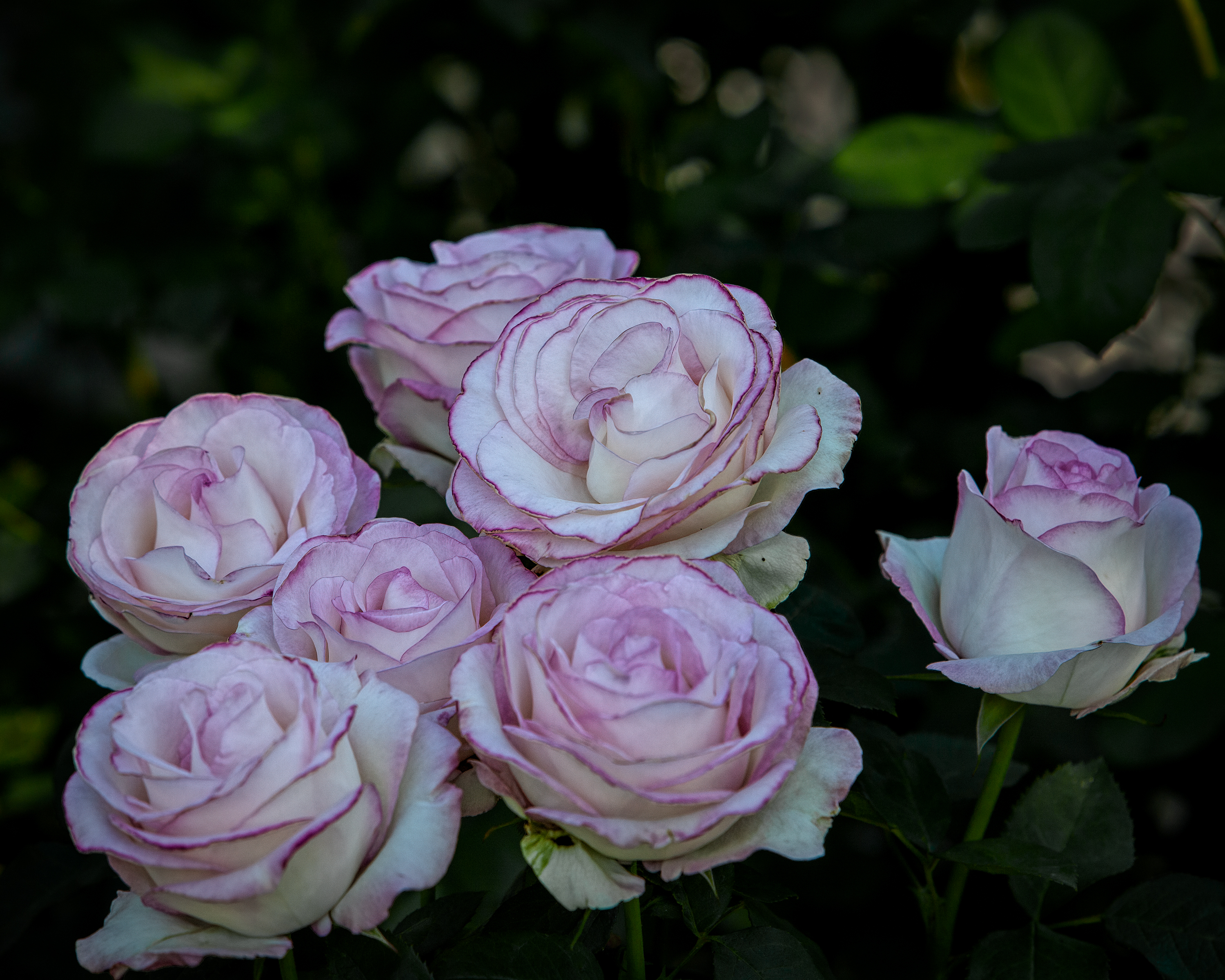 080909_Enter custom name heremk3_8076.jpg