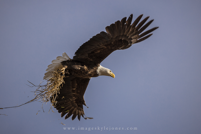 0883 Nesting Eagle Landscape_850.jpg