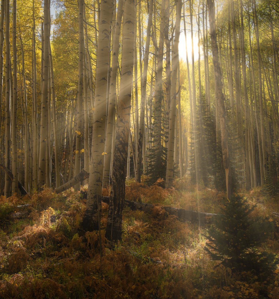 09-29-2018 - Silver Jack - 1.2.jpg