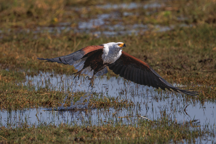 0913 Fish Eagle Take-Off_850.jpg