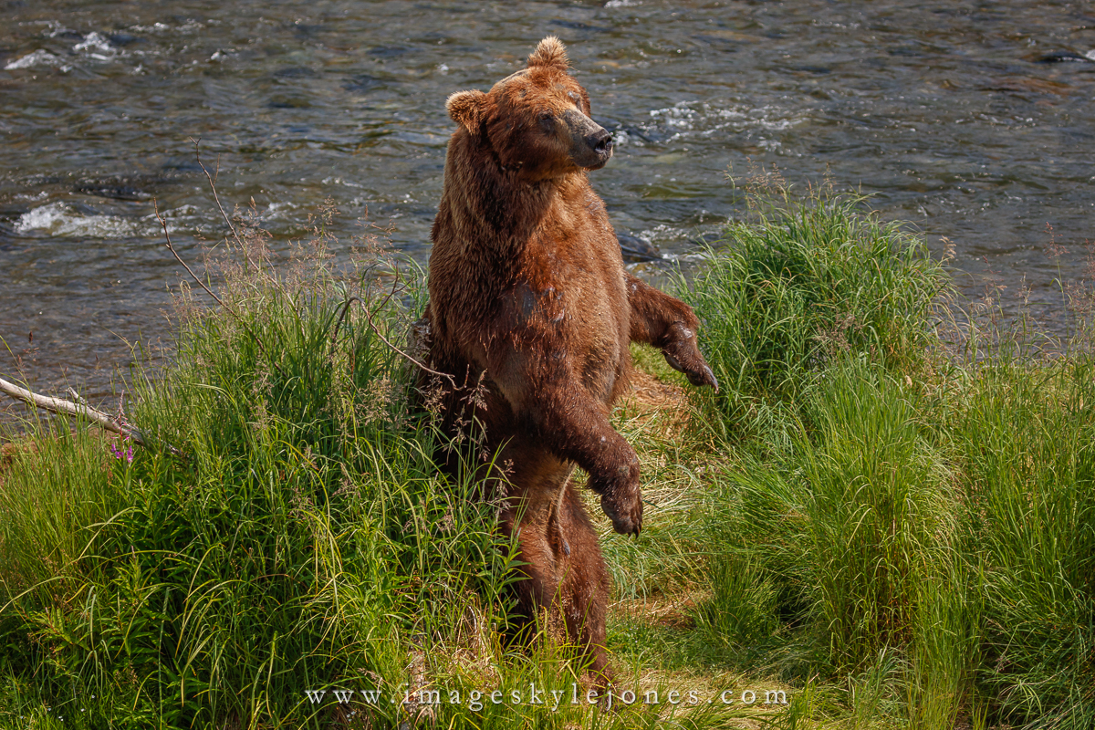 0939 Scratching Post_1200.jpg