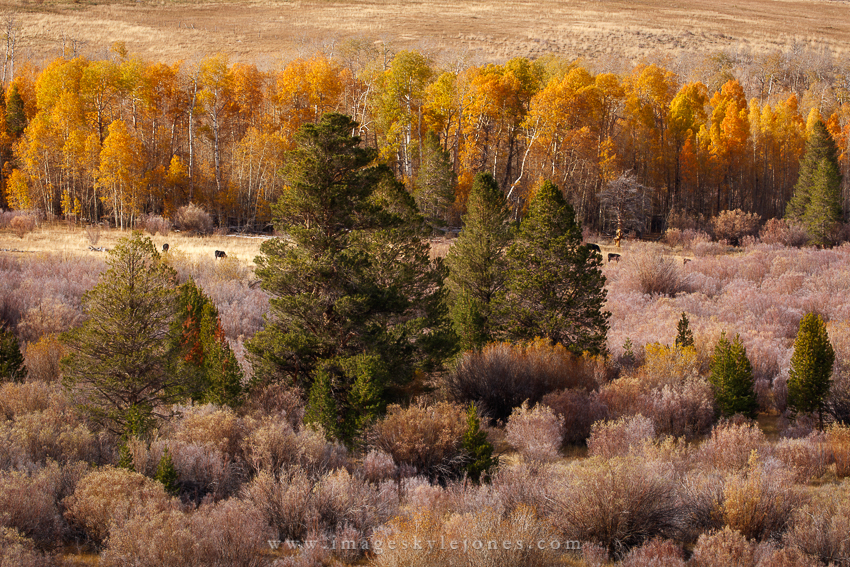 0951 Aspens and Cows_850.jpg