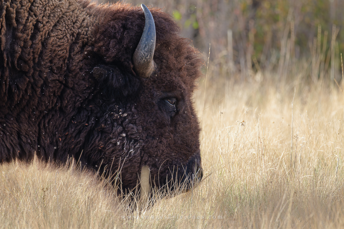 0993 Bison Head_1200.jpg