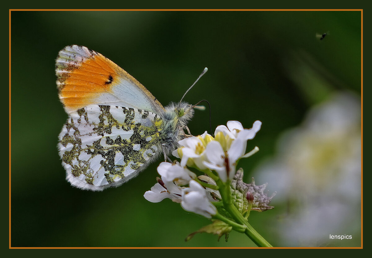 1-10 ORANGE TIP copy.jpg