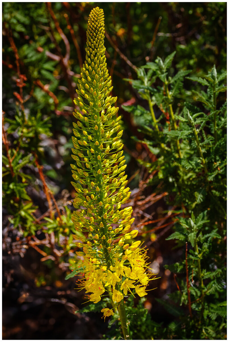 1-flower.jpg