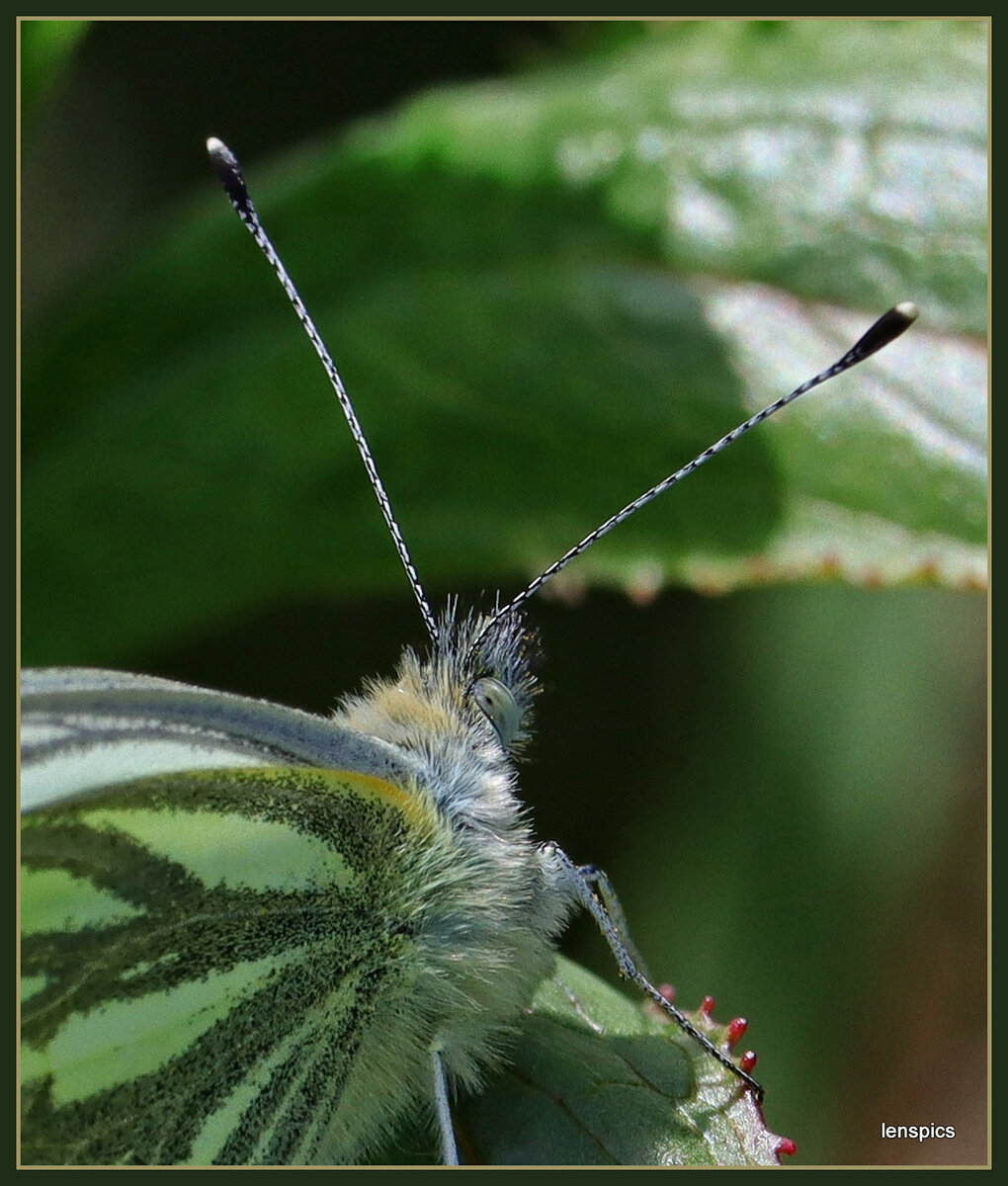 1-GREEN VEIGNED WHITE.jpg