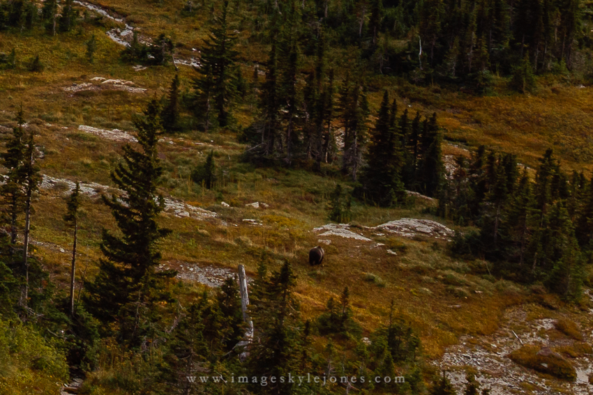 1097 Hidden lake Bear_850.jpg