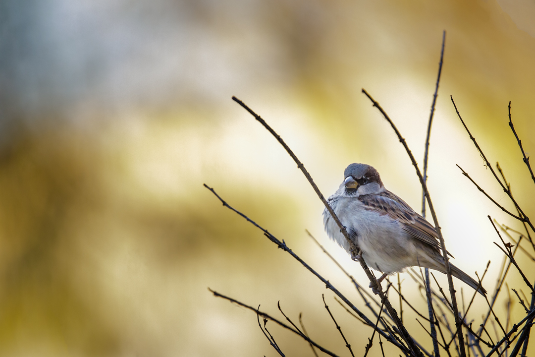11-10-2021Sparrow.jpg