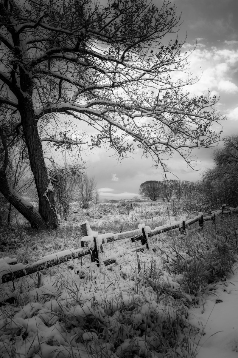 11-30-2018 - Montrose B & W 3.1.JPG