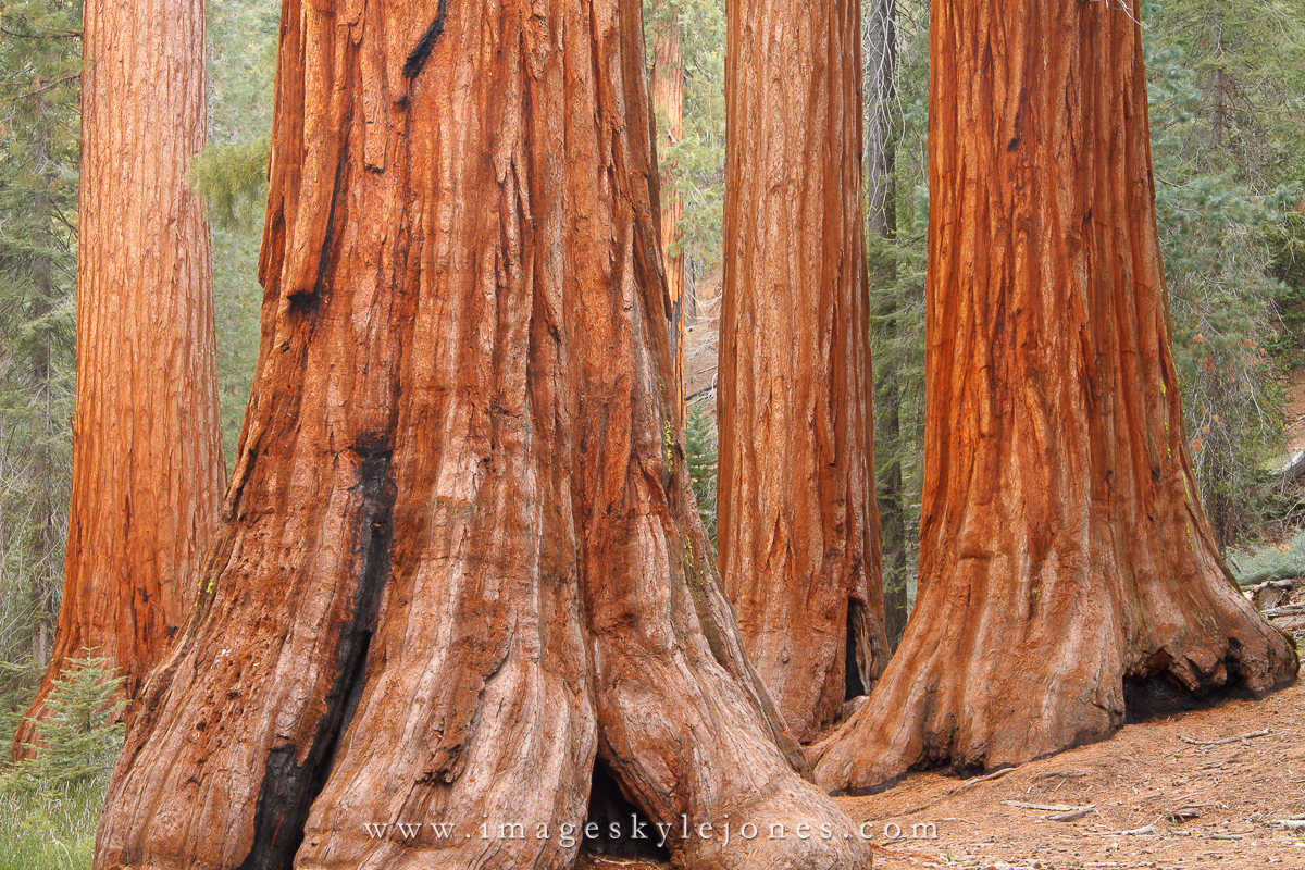 1121 Bachelor and Three Graces_1200.jpg