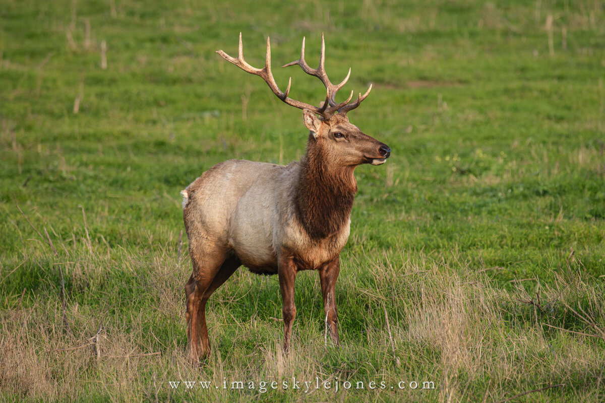 1159 Proud Elk_Website.jpg