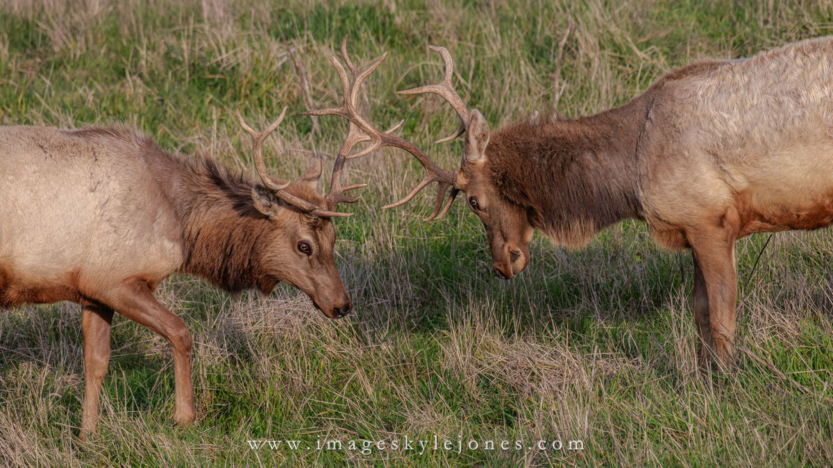 1189 Elk Sparing_Website.jpg