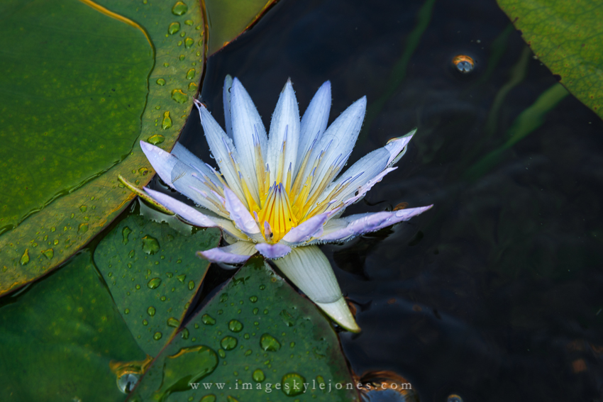 1253 Lotus Flower_850.jpg