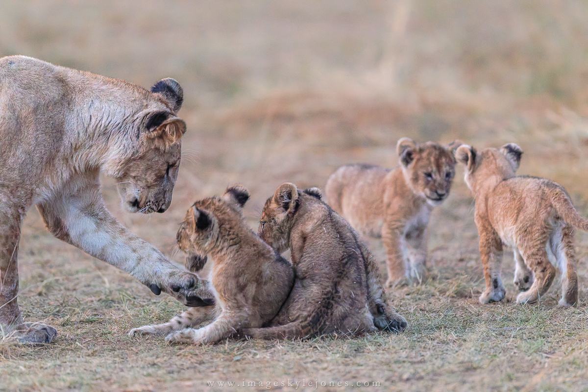 1420 Lion Family_1200.jpg