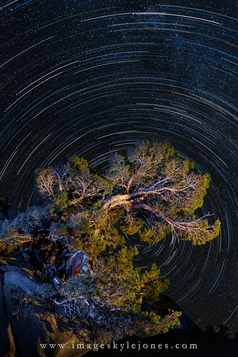 1507 Juniper Twisted_1200.jpg