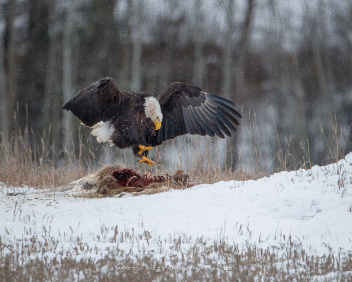 1557 Eagle Attack_1200.jpg
