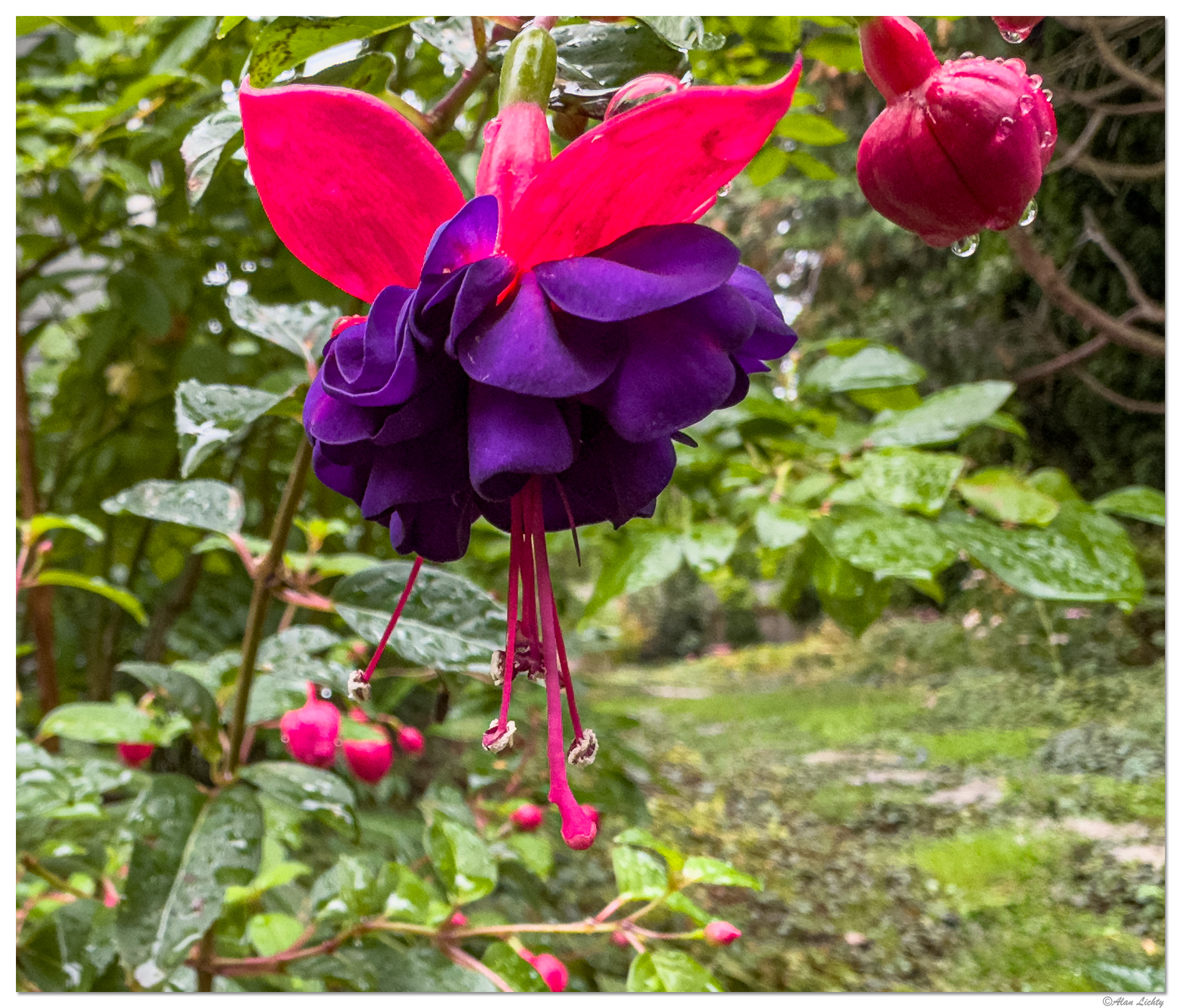 15P_FallFuschia092423.jpg