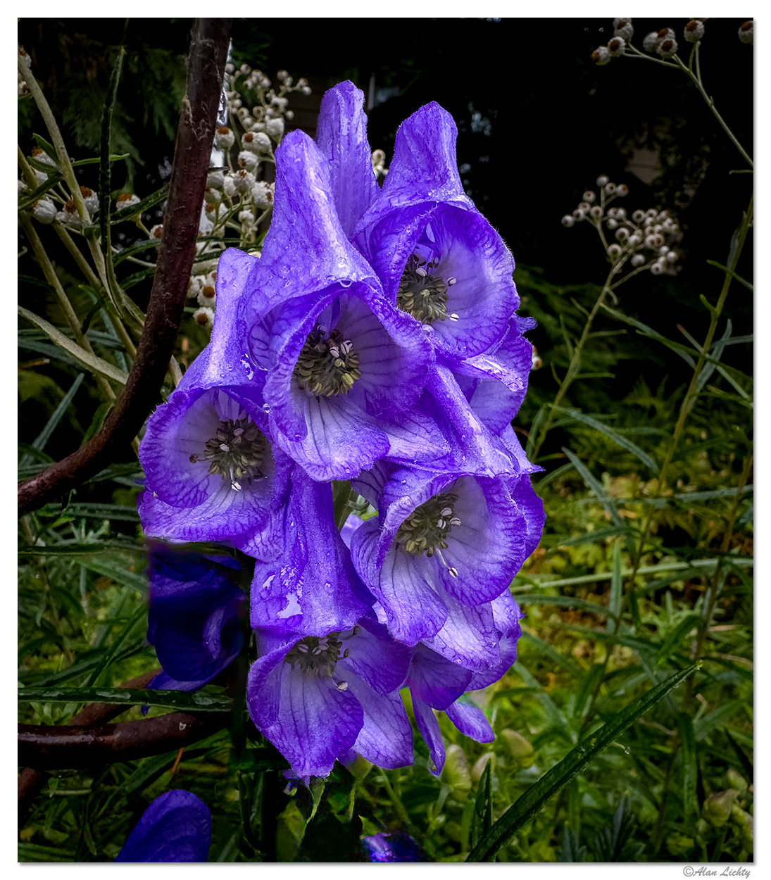 15P_MonksHood092423.jpg