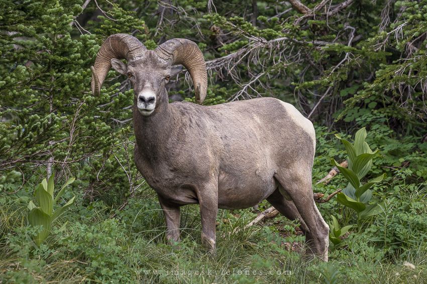 1604 Bighorn Ram_850.jpg