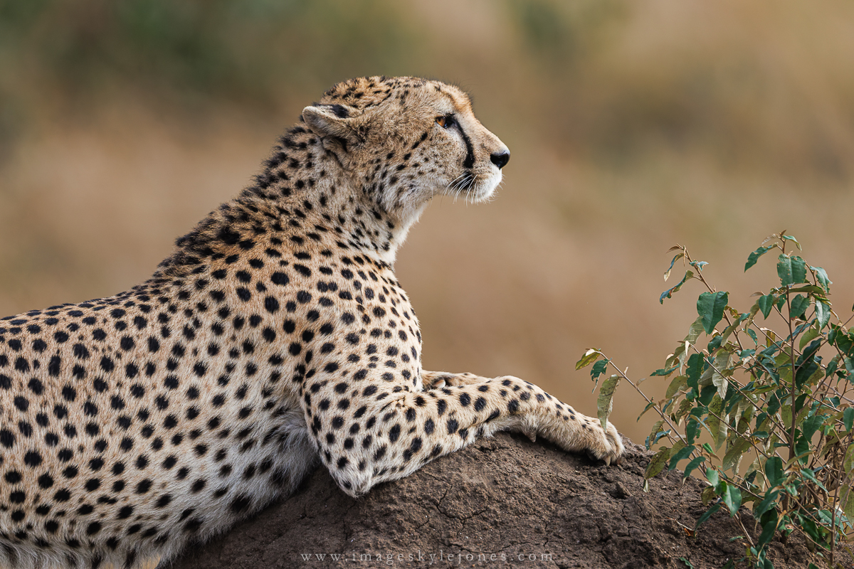 1607 Portrait of Speed_1200.jpg