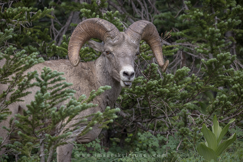 1627 Ram Tough_850.jpg