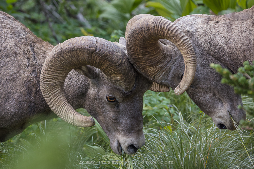 1659 Butting Heads_850.jpg